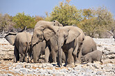 Elefanten im Etoscha NP (C) Mag. Peter Brugger