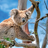 Koala (C) Foto Julius