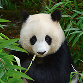 Panda (C) nelik, stock.adobe.com